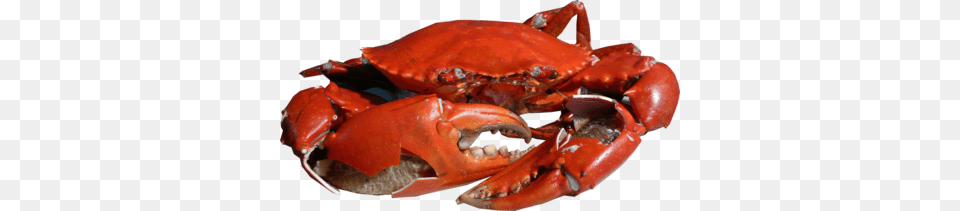 Crab, Food, Seafood, Animal, Invertebrate Free Transparent Png