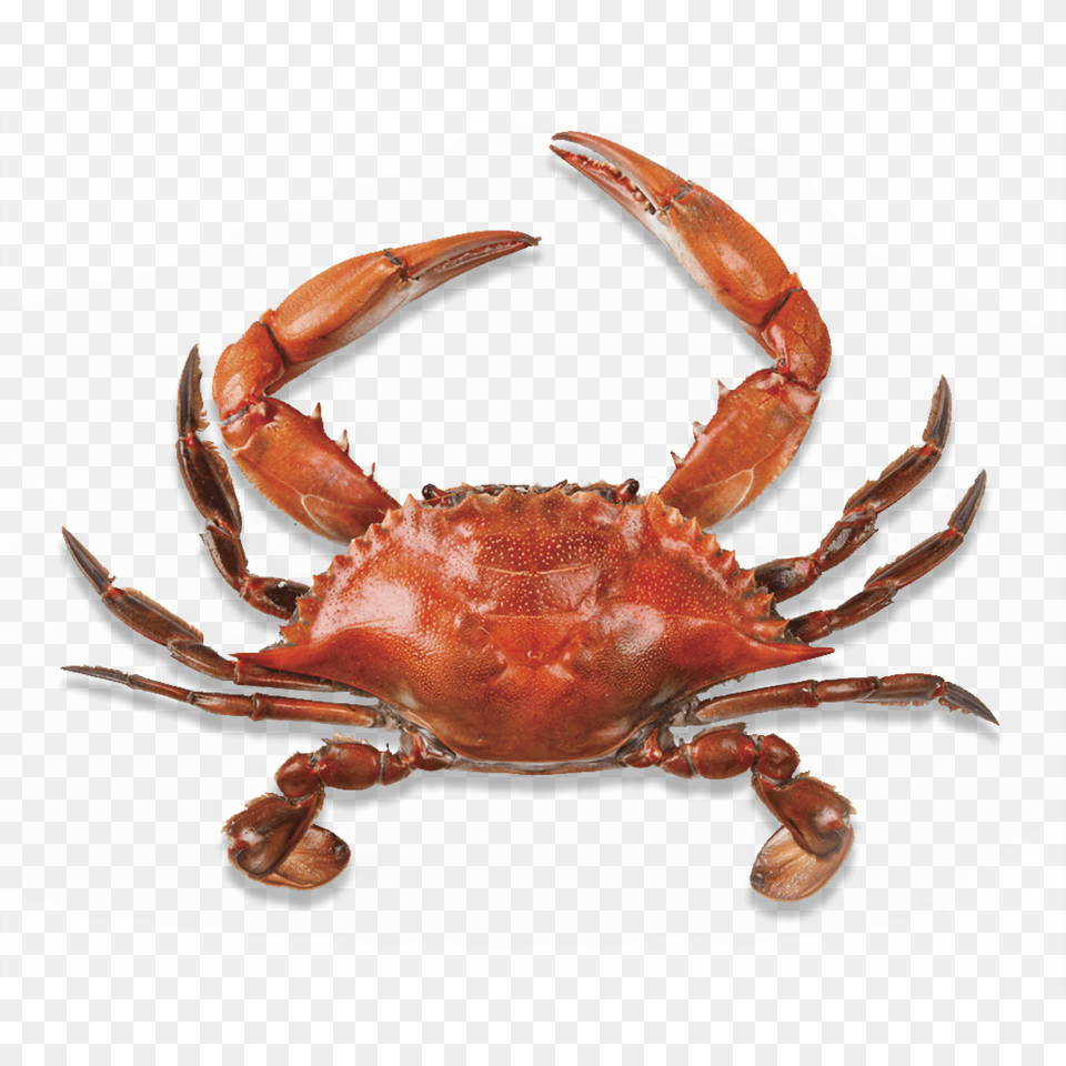 Crab, Animal, Food, Invertebrate, Sea Life Free Png