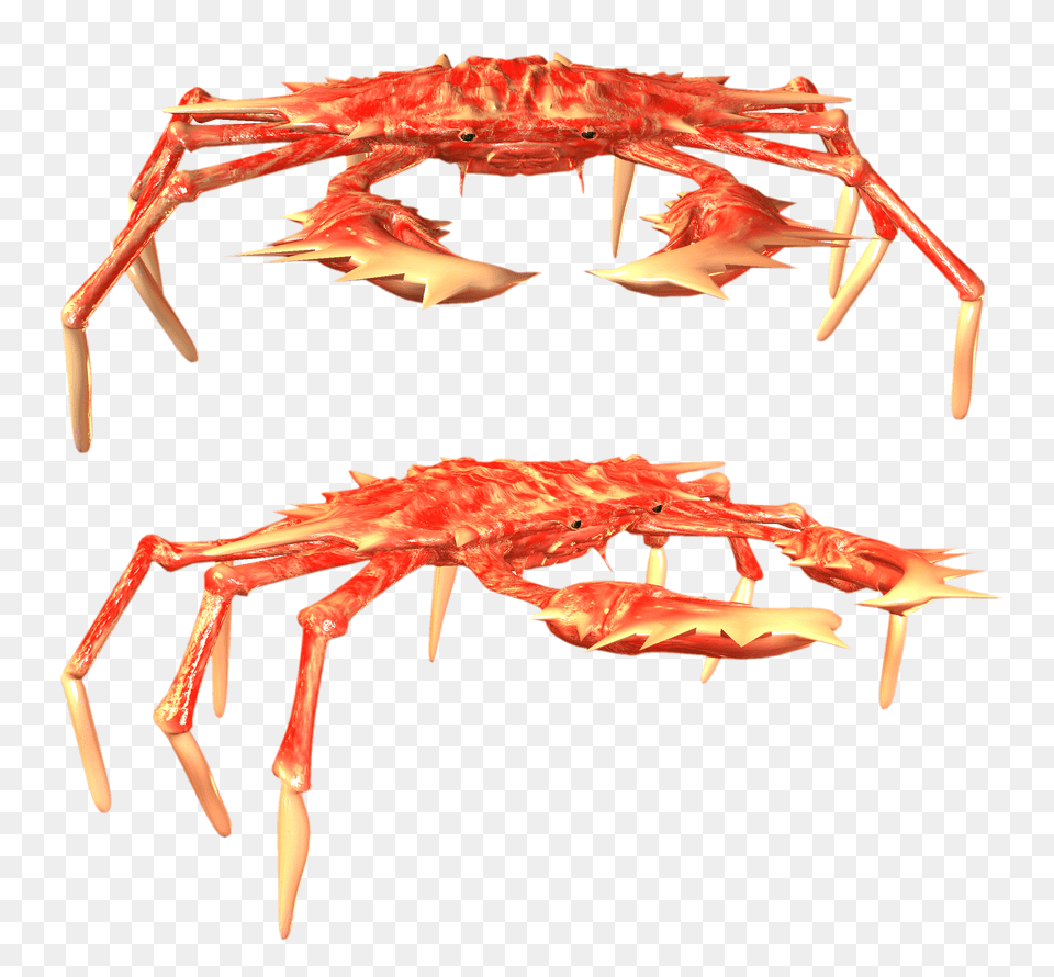 Crab, Food, Seafood, Animal, Invertebrate Png Image