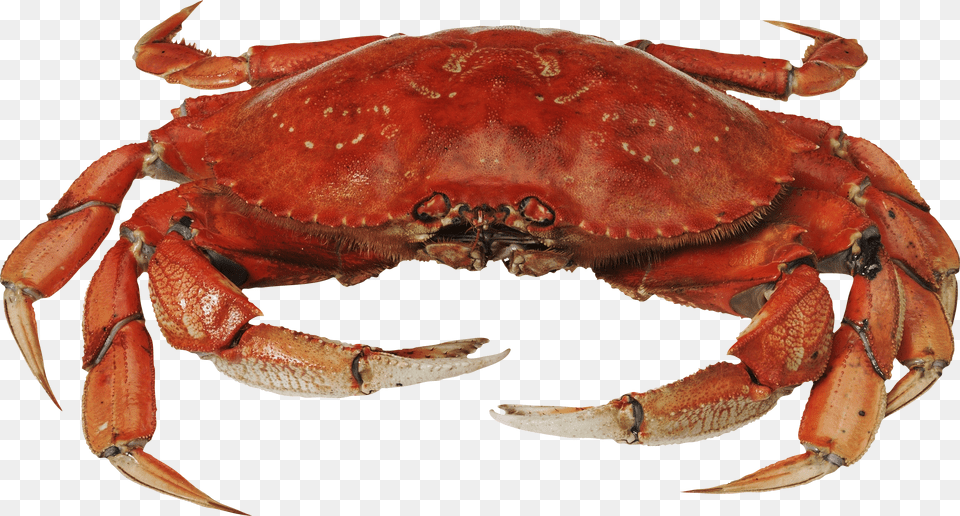 Crab, Animal, Food, Invertebrate, Sea Life Png