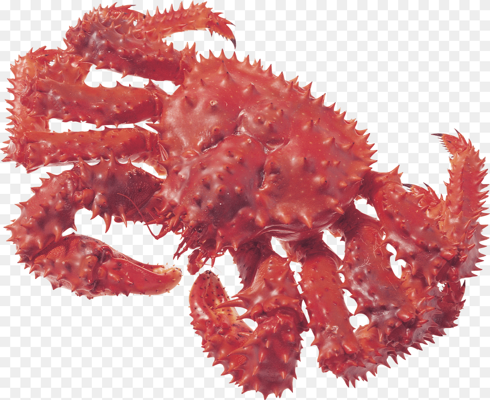 Crab, Animal, Food, Invertebrate, King Crab Free Png