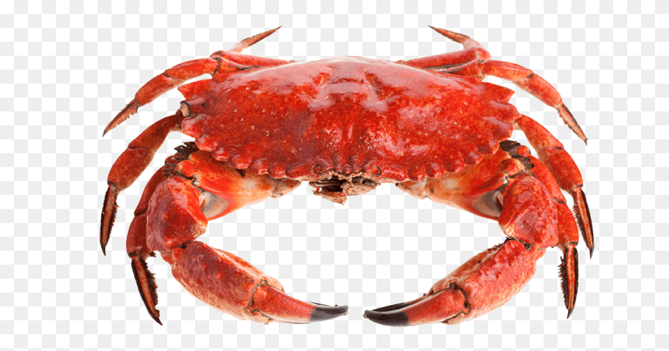 Crab, Animal, Food, Invertebrate, Sea Life Png