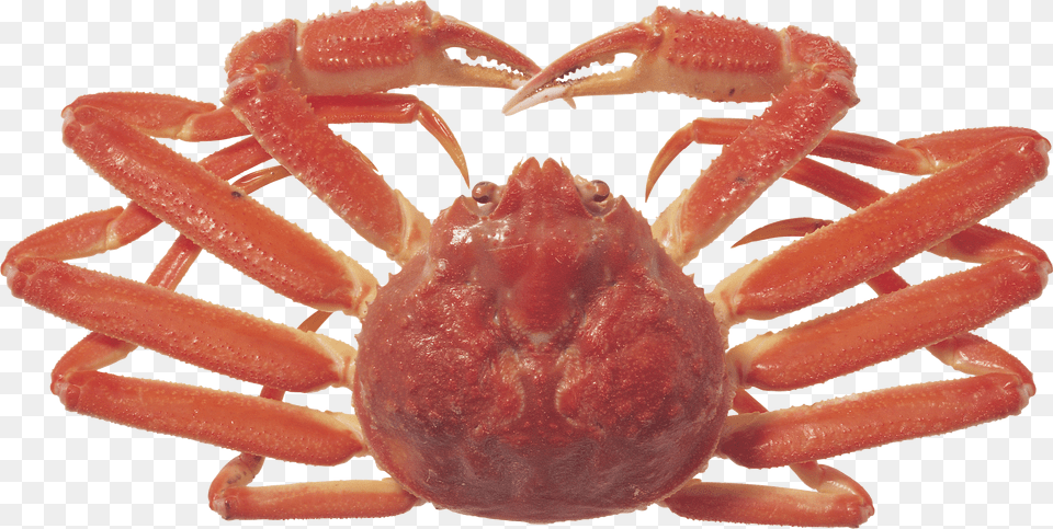 Crab, Food, Seafood, Animal, Invertebrate Free Png Download