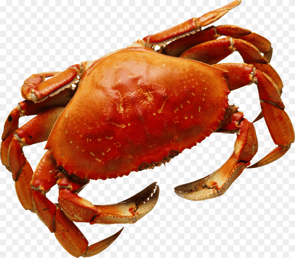 Crab Png Image