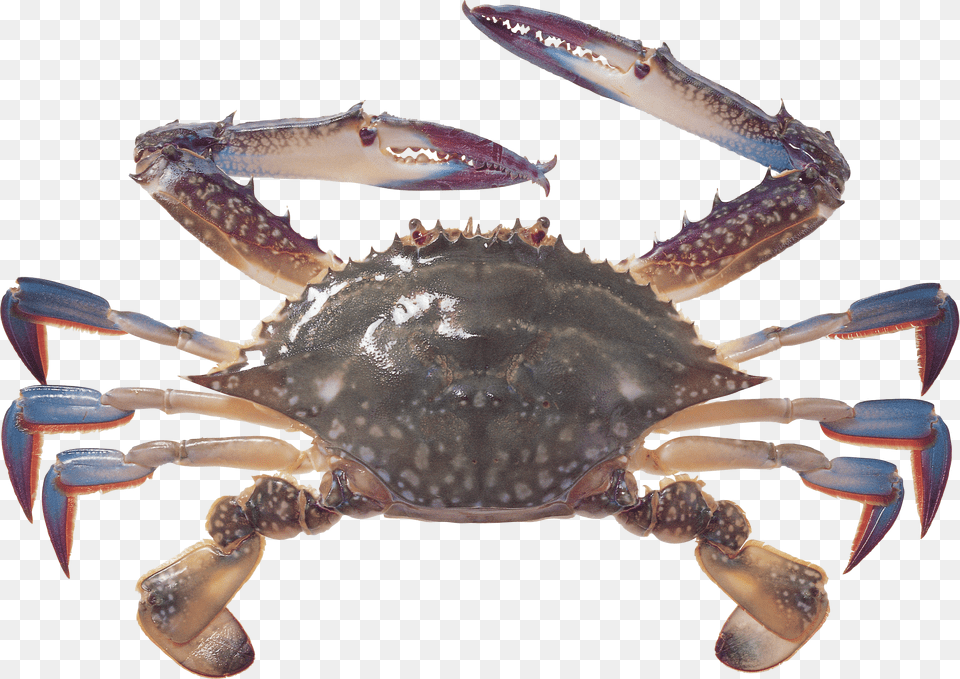 Crab, Animal, Food, Invertebrate, Sea Life Png Image