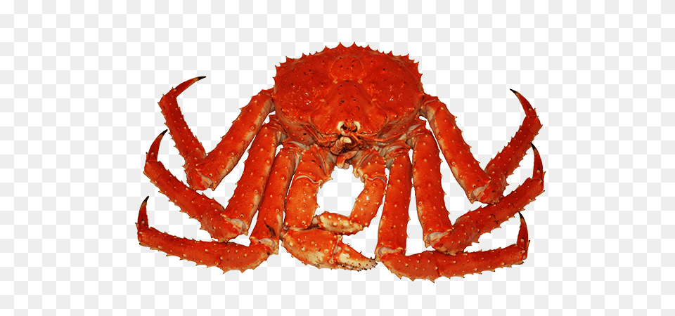 Crab, Animal, Food, Invertebrate, King Crab Free Png Download
