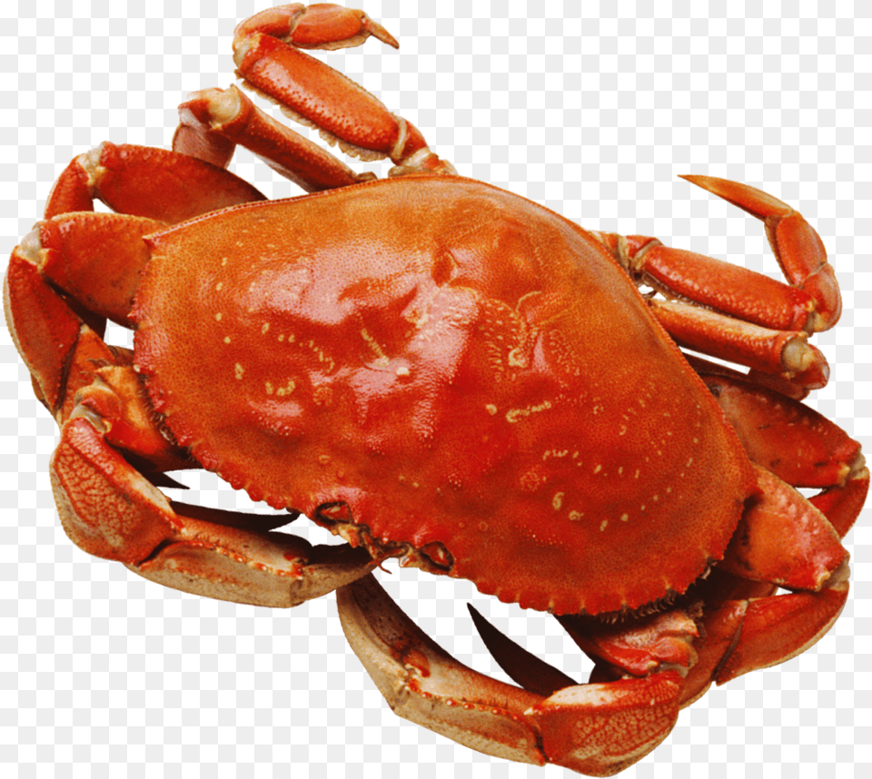 Crab, Animal, Food, Invertebrate, Sea Life Free Png