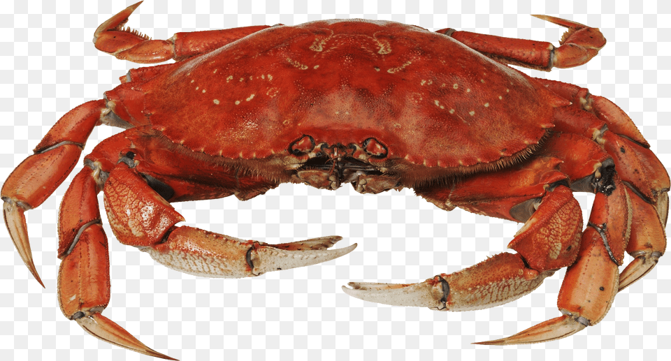 Crab, Animal, Food, Invertebrate, Sea Life Png