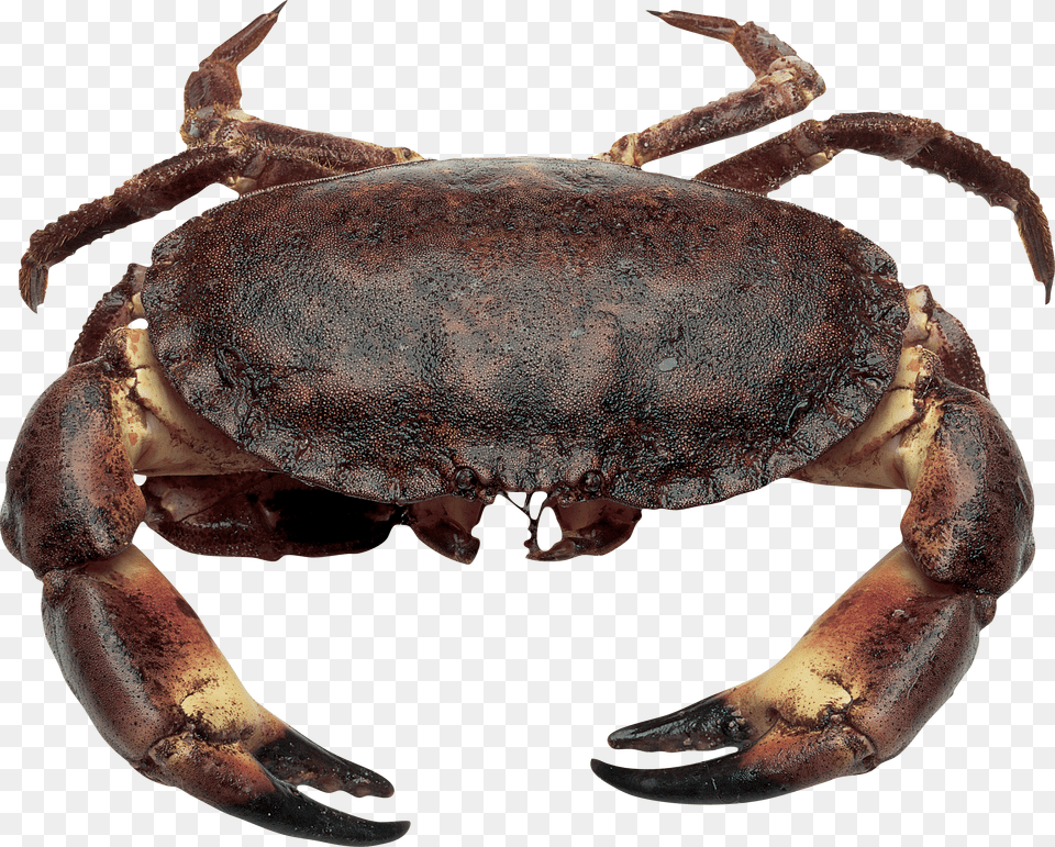 Crab, Gray Free Transparent Png