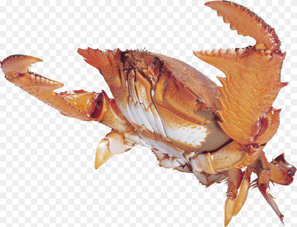 Crab Free Transparent Png