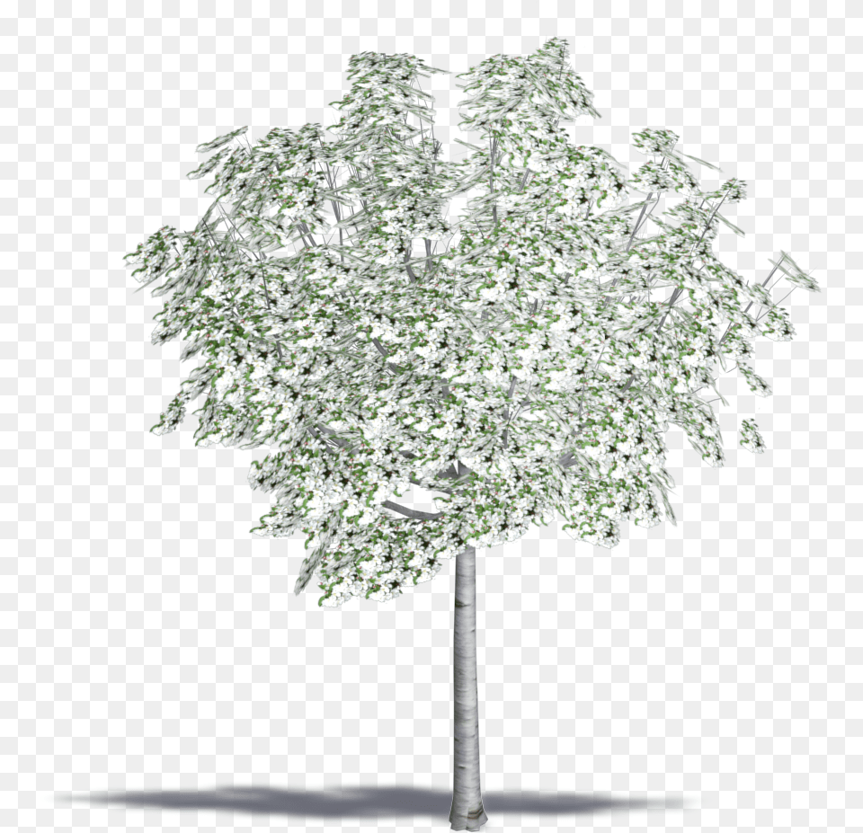 Crab Apple Tree, Plant, Maple, Flower, Ice Png