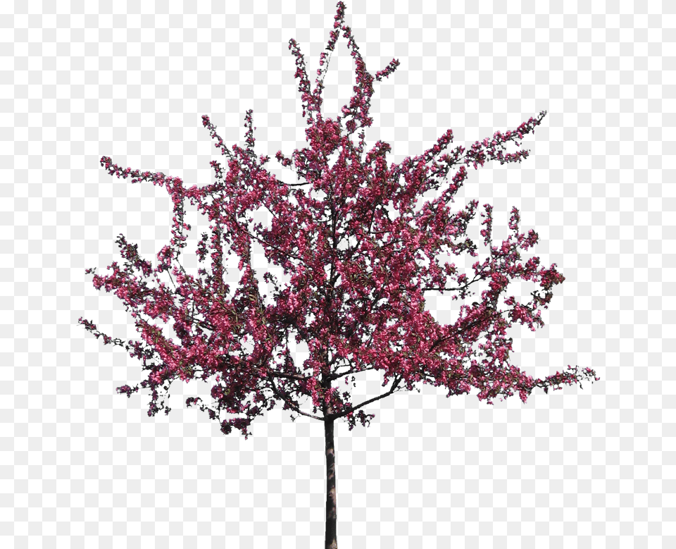 Crab Apple Tree Transparent Image Trees Tree Figure Silhouette, Flower, Plant, Cherry Blossom Free Png