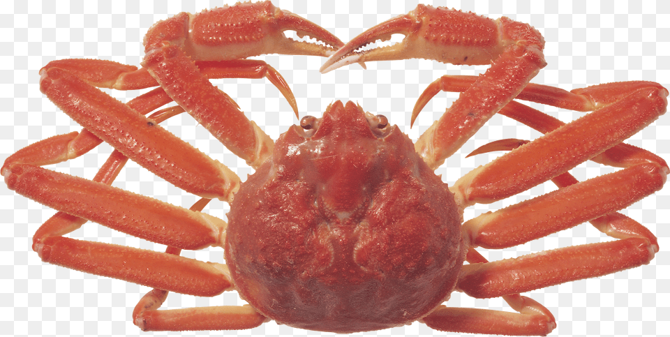 Crab Background, Food, Seafood, Animal, Invertebrate Free Png Download