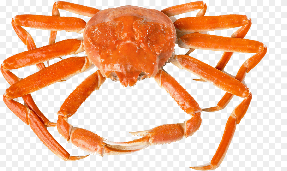 Crab Background Freshwater Crab, Animal, Food, Invertebrate, Sea Life Free Png