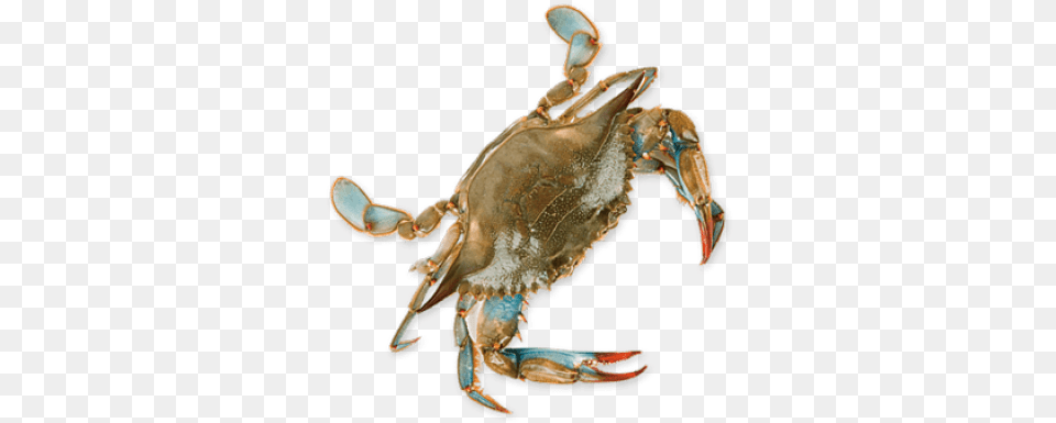 Crab Blue Crab No Background, Animal, Food, Invertebrate, Sea Life Png