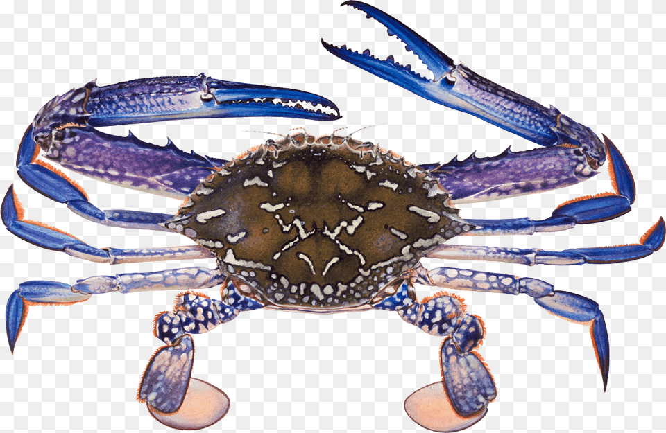 Crab Blue Swimmer Crab, Animal, Food, Invertebrate, Sea Life Png