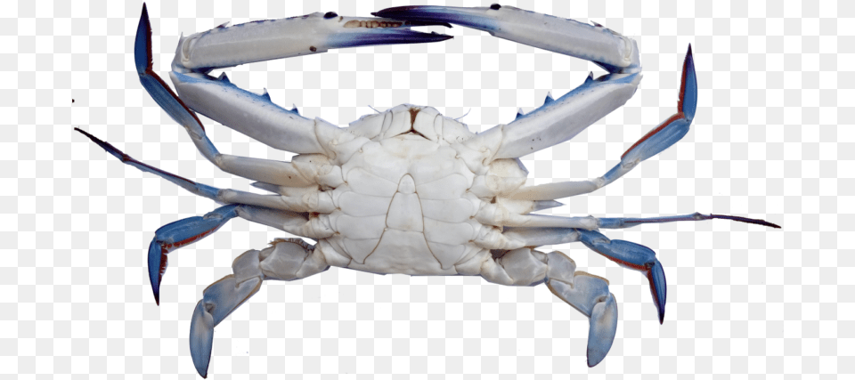 Crab Blue Swimming Crab, Animal, Food, Invertebrate, Sea Life Png
