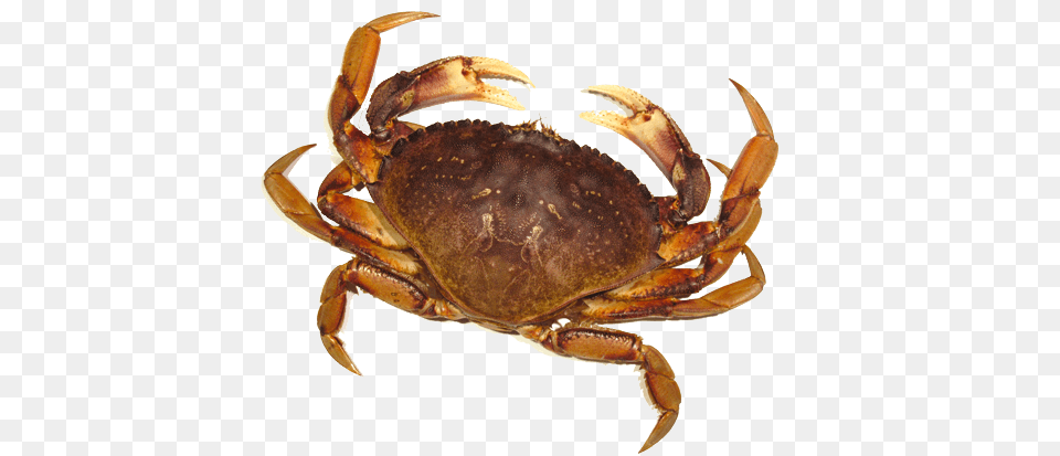 Crab Brown, Animal, Food, Invertebrate, Sea Life Free Png Download