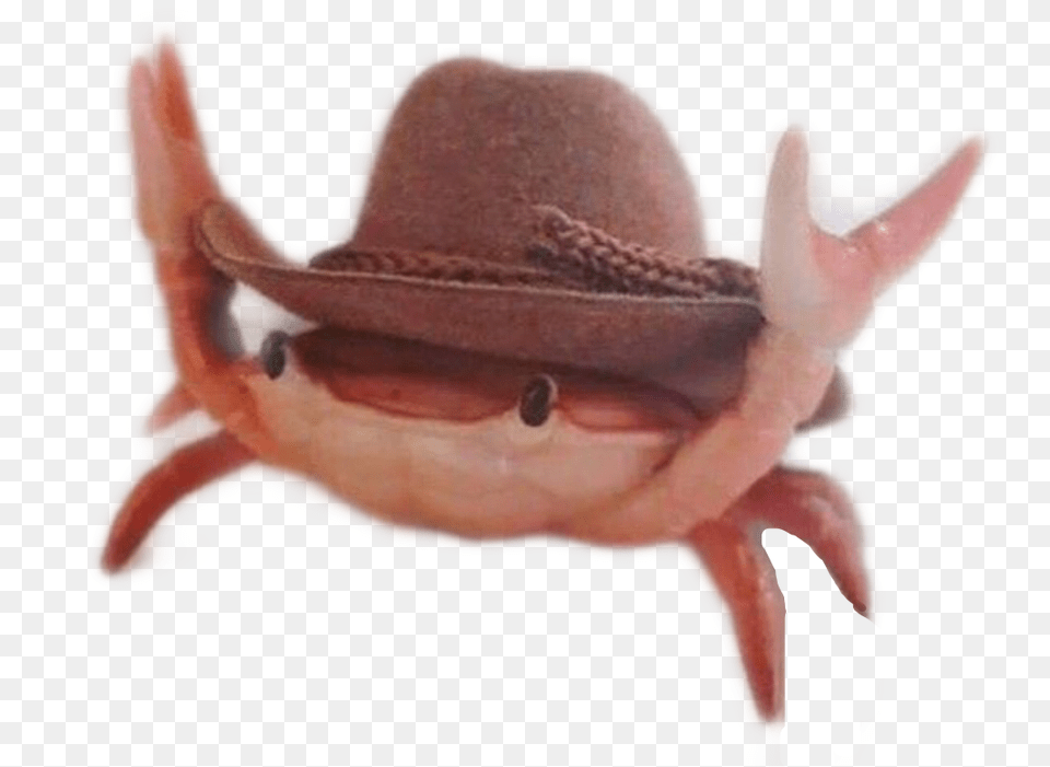 Crab California Summer Meme Memes Dank Crabs Crab With Cowboy Hat, Clothing, Baby, Person Free Transparent Png