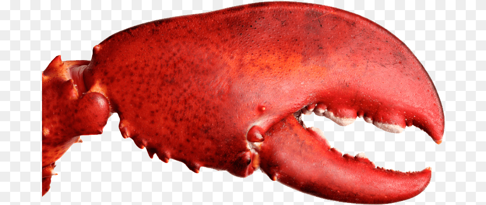Crab Claw Lobster Claw, Animal, Sea Life, Invertebrate, Seafood Free Png Download