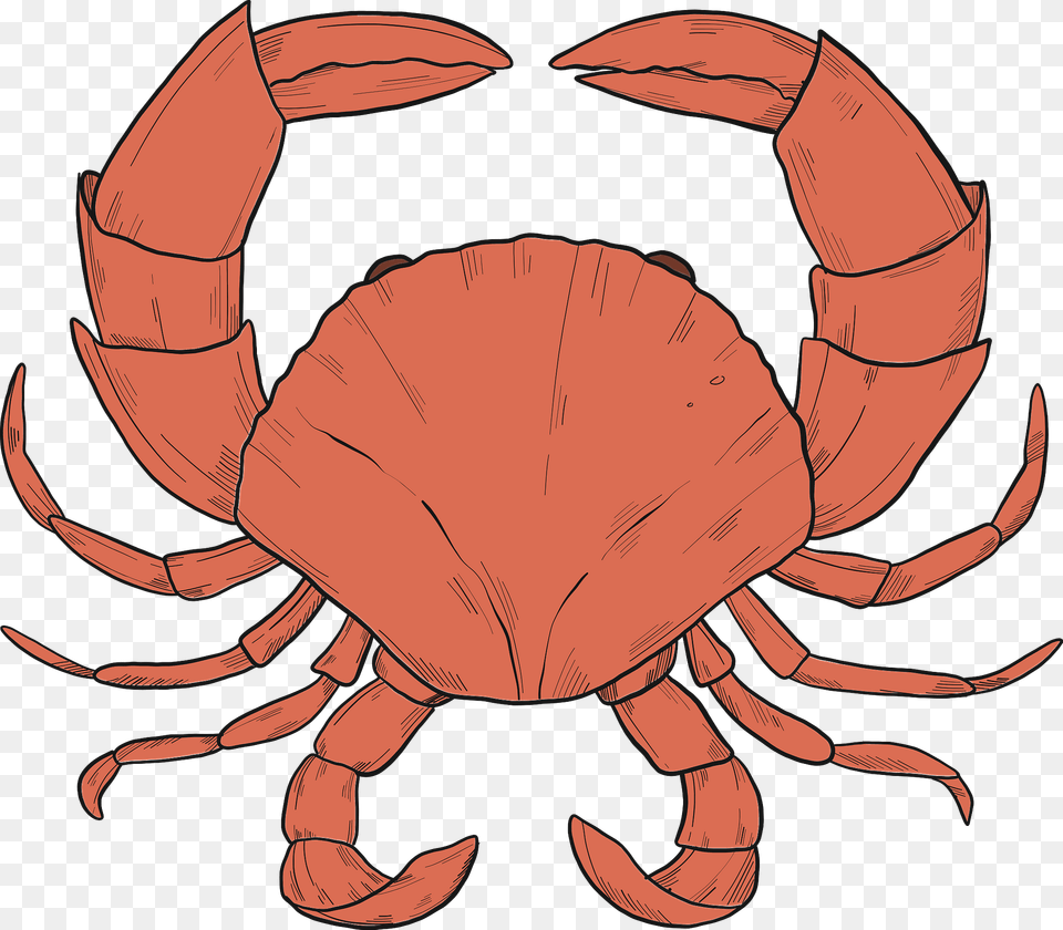 Crab Clipart, Food, Seafood, Animal, Invertebrate Png