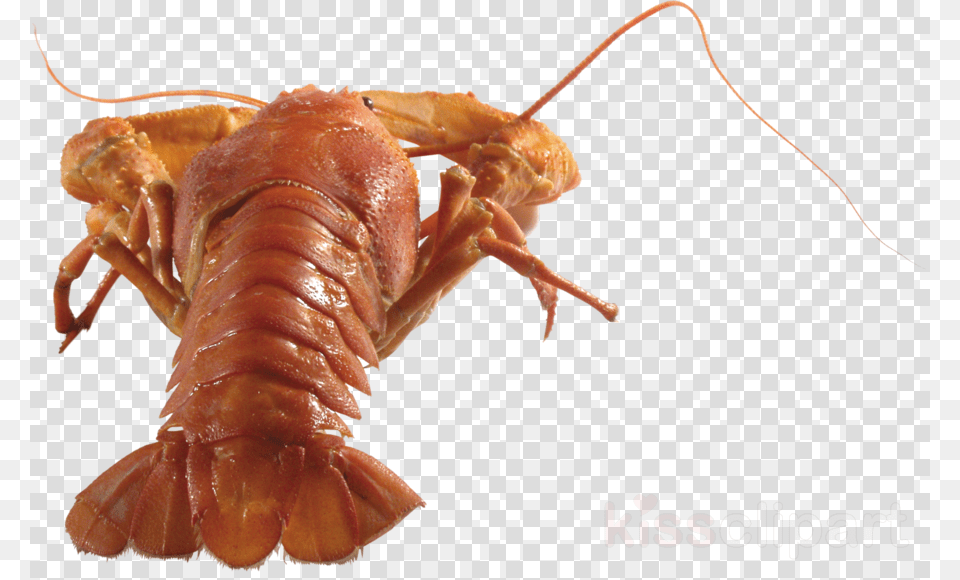 Crab Clipart American Lobster Crayfish Crab Homarus Gammarus, Animal, Food, Invertebrate, Sea Life Free Png