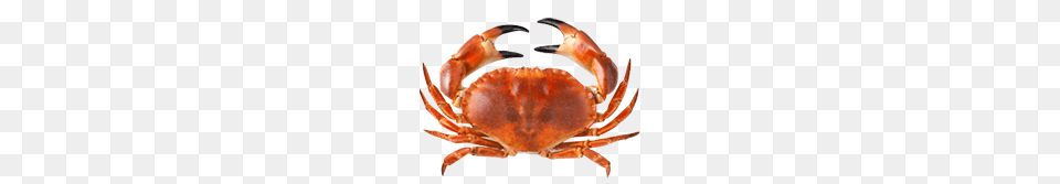 Crab Clipart Clipart, Animal, Food, Invertebrate, Sea Life Png Image