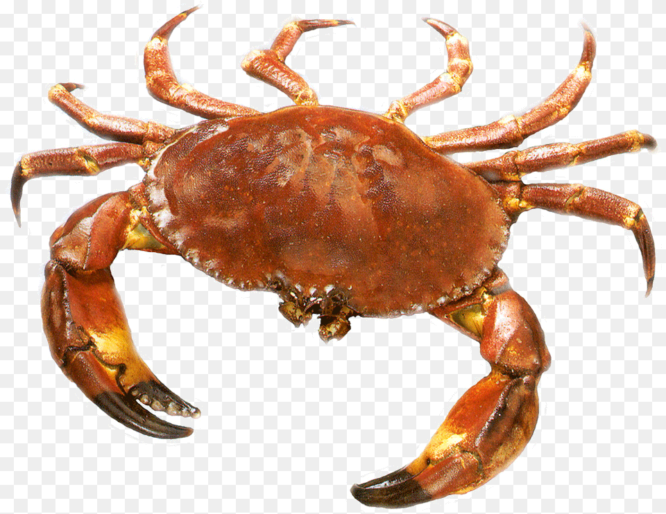 Crab Crab, Animal, Food, Invertebrate, Sea Life Png Image