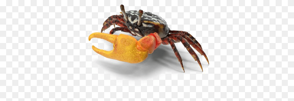 Crab Download Image Fiddler Crab, Animal, Food, Invertebrate, Lobster Png