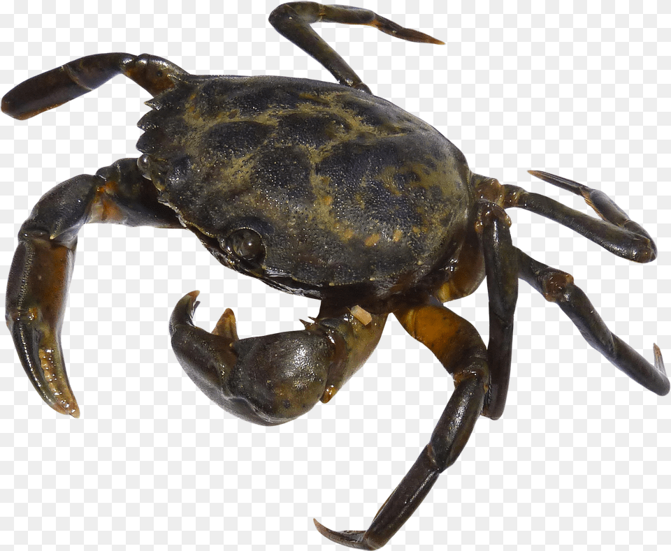 Crab Download Portable Network Graphics, Animal, Food, Invertebrate, Sea Life Free Png