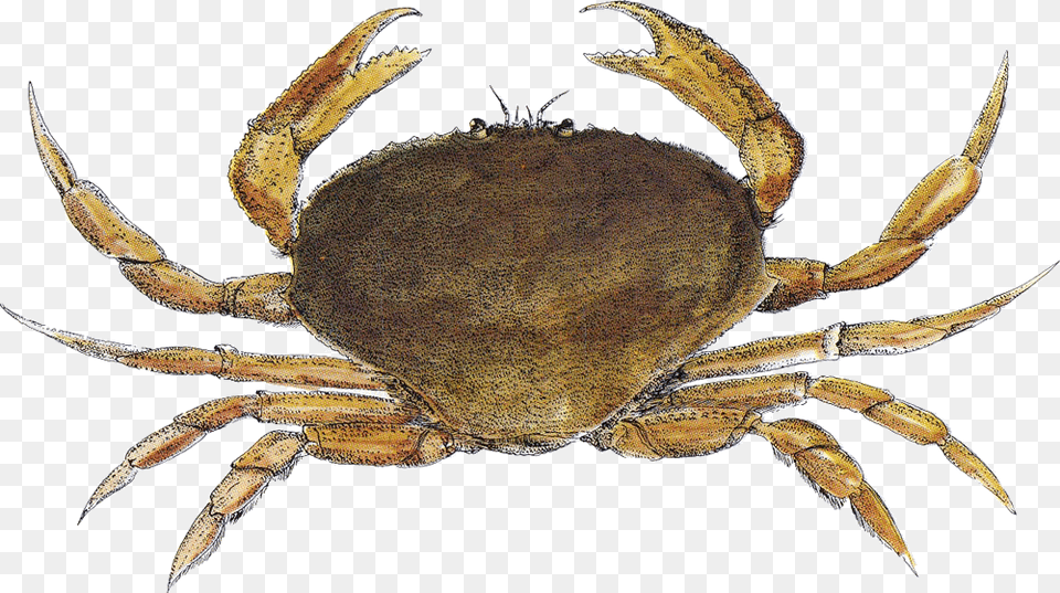 Crab Dungeness Dungeness Crab, Animal, Food, Insect, Invertebrate Free Png