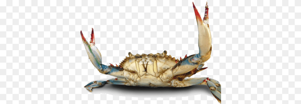 Crab File Chesapeake Blue Crab, Animal, Food, Invertebrate, Sea Life Free Png