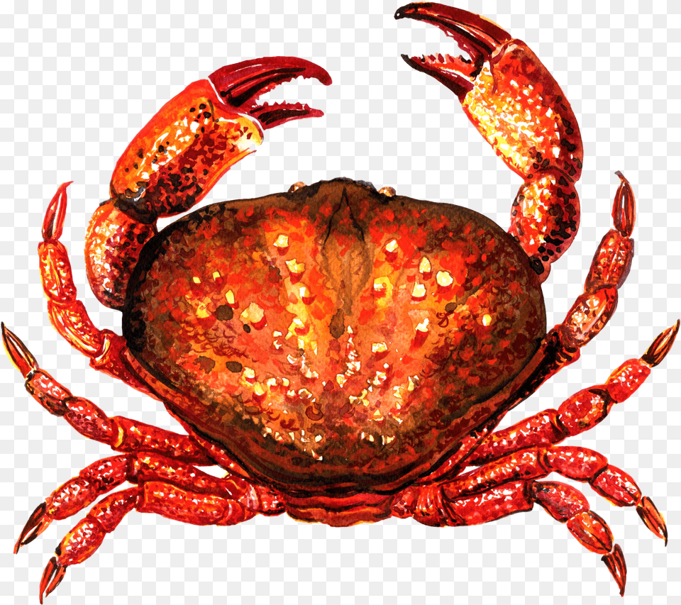 Crab For Taiapure Crab Top View, Baby, Person, Book, Comics Png Image