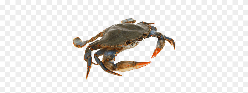 Crab Front, Food, Seafood, Animal, Invertebrate Png