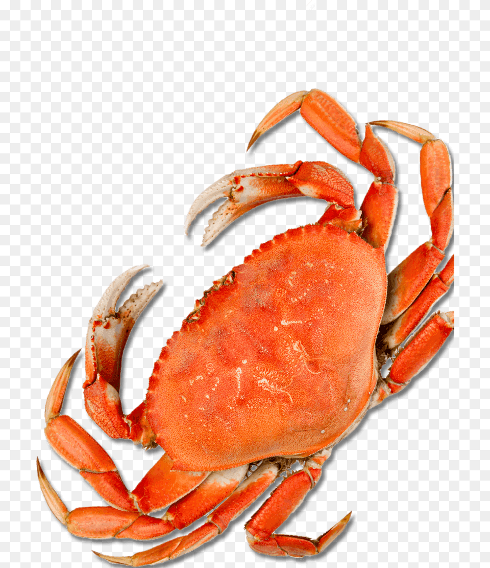 Crab Harbor Crab, Food, Seafood, Animal, Invertebrate Free Png Download