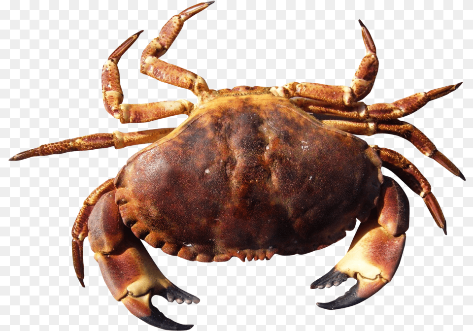 Crab Hd Crab, Animal, Food, Invertebrate, Sea Life Free Png