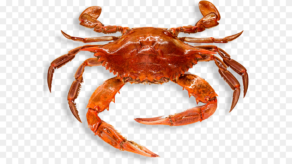 Crab High Quality Crab, Animal, Food, Invertebrate, Sea Life Free Png Download