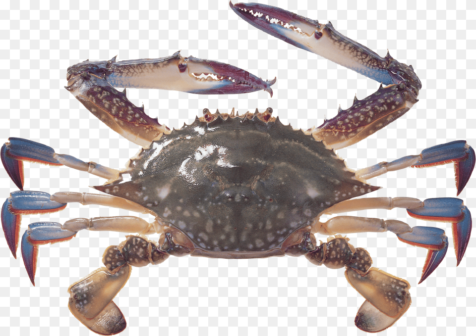 Crab Icon Crab, Animal, Seafood, Sea Life, Invertebrate Free Png Download