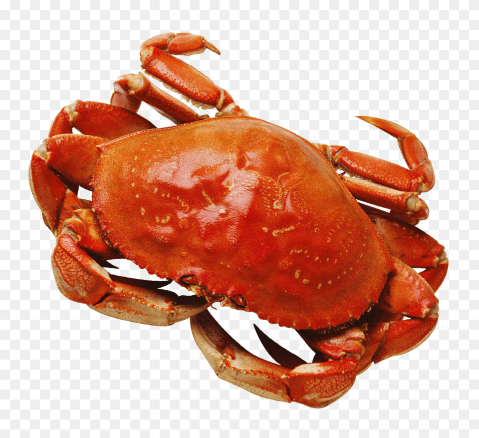 Crab Image, Animal, Food, Invertebrate, Sea Life Free Png