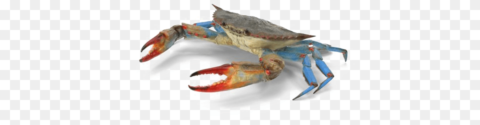 Crab Chesapeake Blue Crab, Food, Seafood, Animal, Invertebrate Png Image