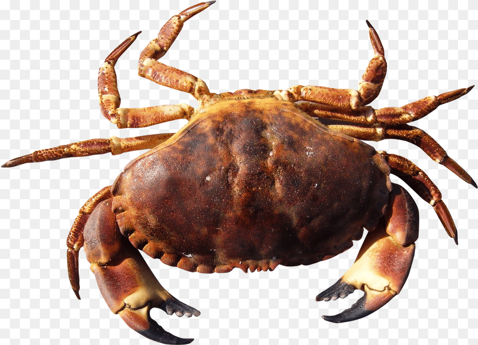 Crab Image Purepng Crab Transparent, Animal, Food, Invertebrate, Sea Life Free Png