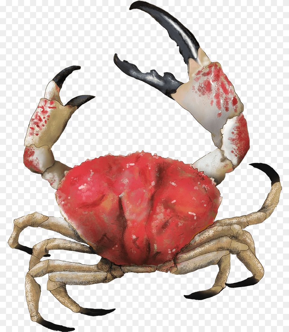 Crab Images Download Background, Animal, Food, Invertebrate, Sea Life Png
