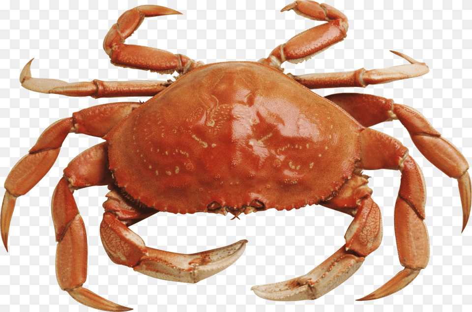 Crab Orange, Animal, Food, Invertebrate, Sea Life Free Transparent Png