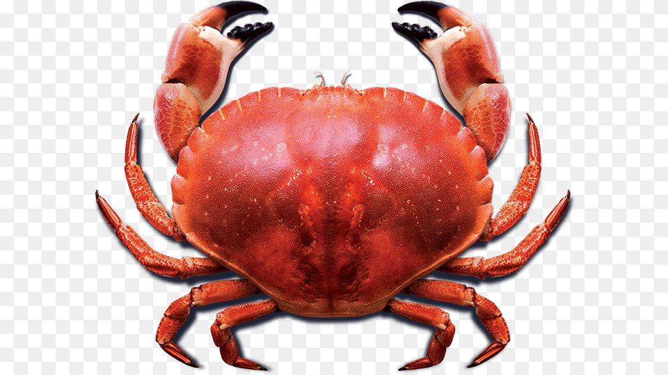 Crab Photo Cooked Crab, Food, Seafood, Animal, Invertebrate Png Image