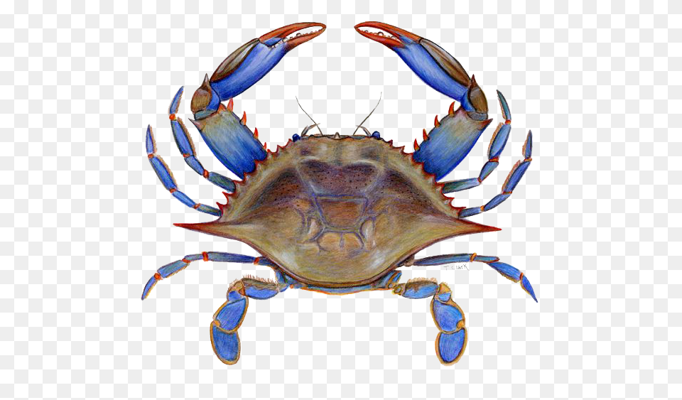 Crab Picture, Animal, Food, Invertebrate, Sea Life Png