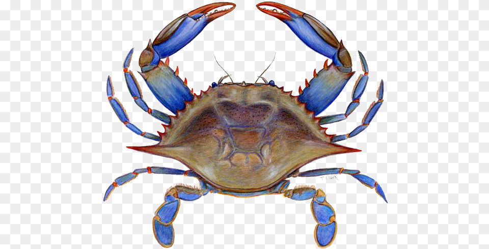 Crab Picture Maryland Blue Crab Clipart, Animal, Food, Invertebrate, Sea Life Free Png