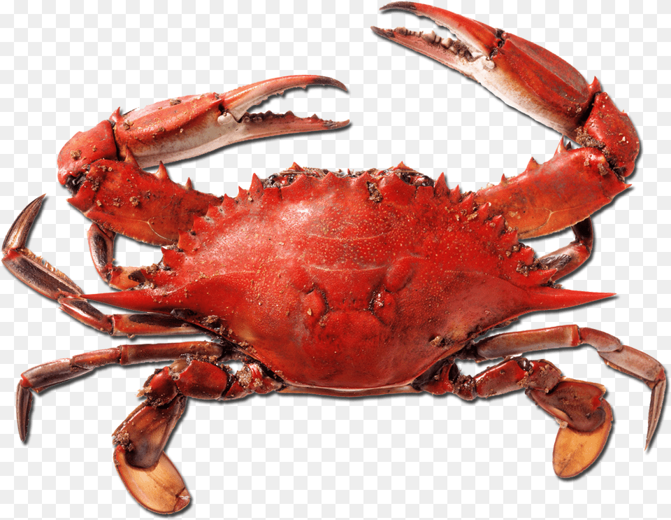 Crab Picture Red Crab, Animal, Food, Invertebrate, Sea Life Free Transparent Png