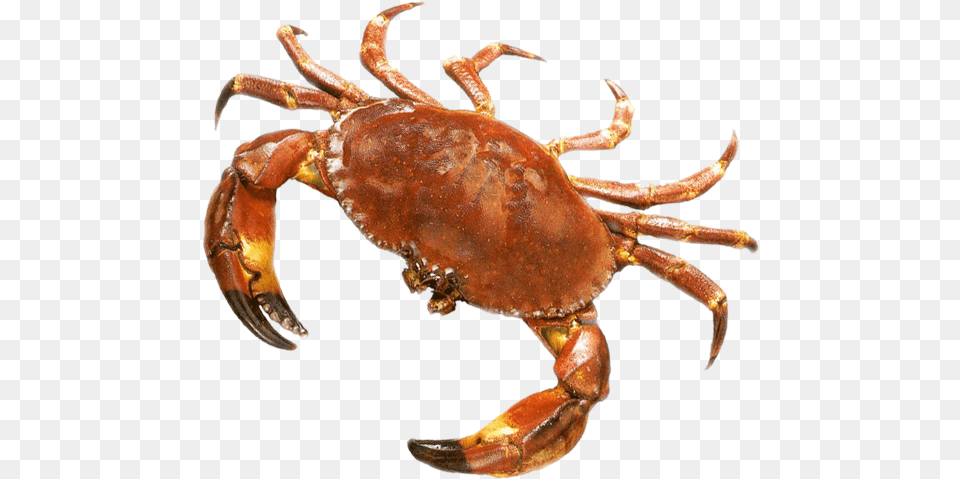 Crab Picture Background Crab, Animal, Food, Invertebrate, Sea Life Free Transparent Png