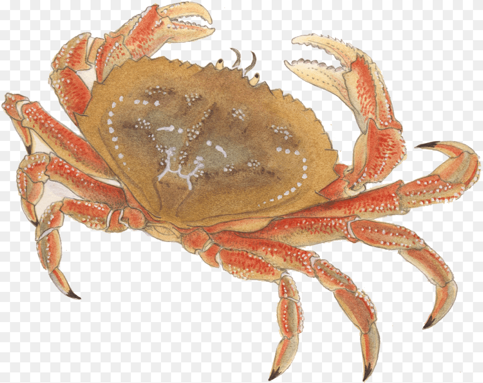 Crab Seafood, Food, Animal, Invertebrate, Sea Life Free Transparent Png