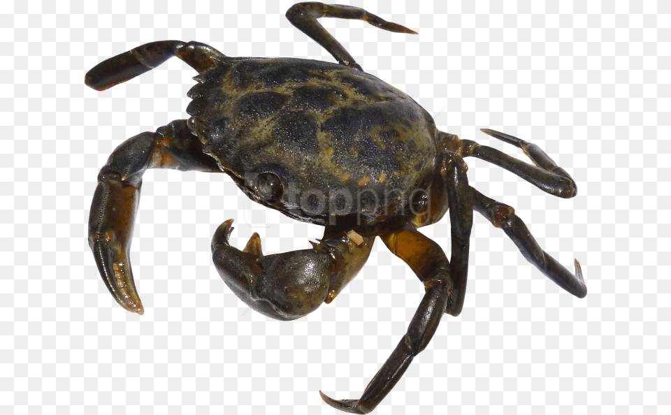 Crab Silhouette Crab Transparent, Animal, Food, Insect, Invertebrate Free Png Download